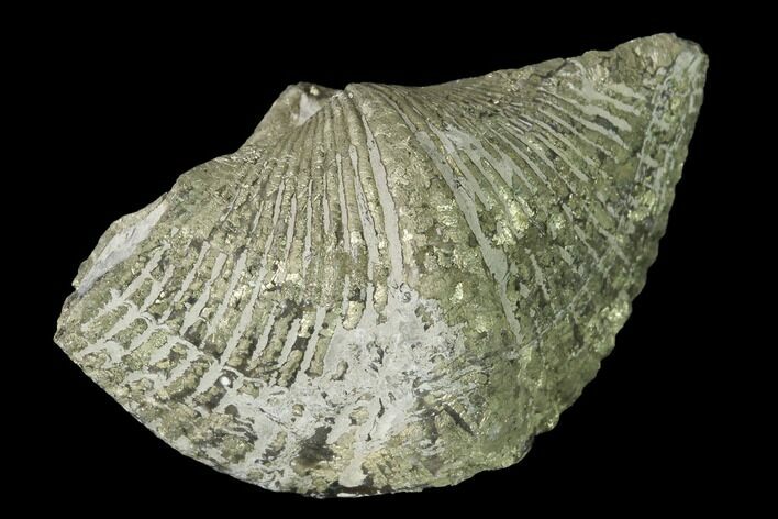 Pyrite Replaced Brachiopod (Paraspirifer) Fossil - Ohio #145626